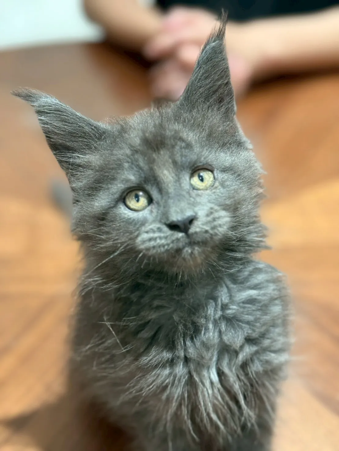 純藍∥緬因幼貓∥台中幼貓買賣