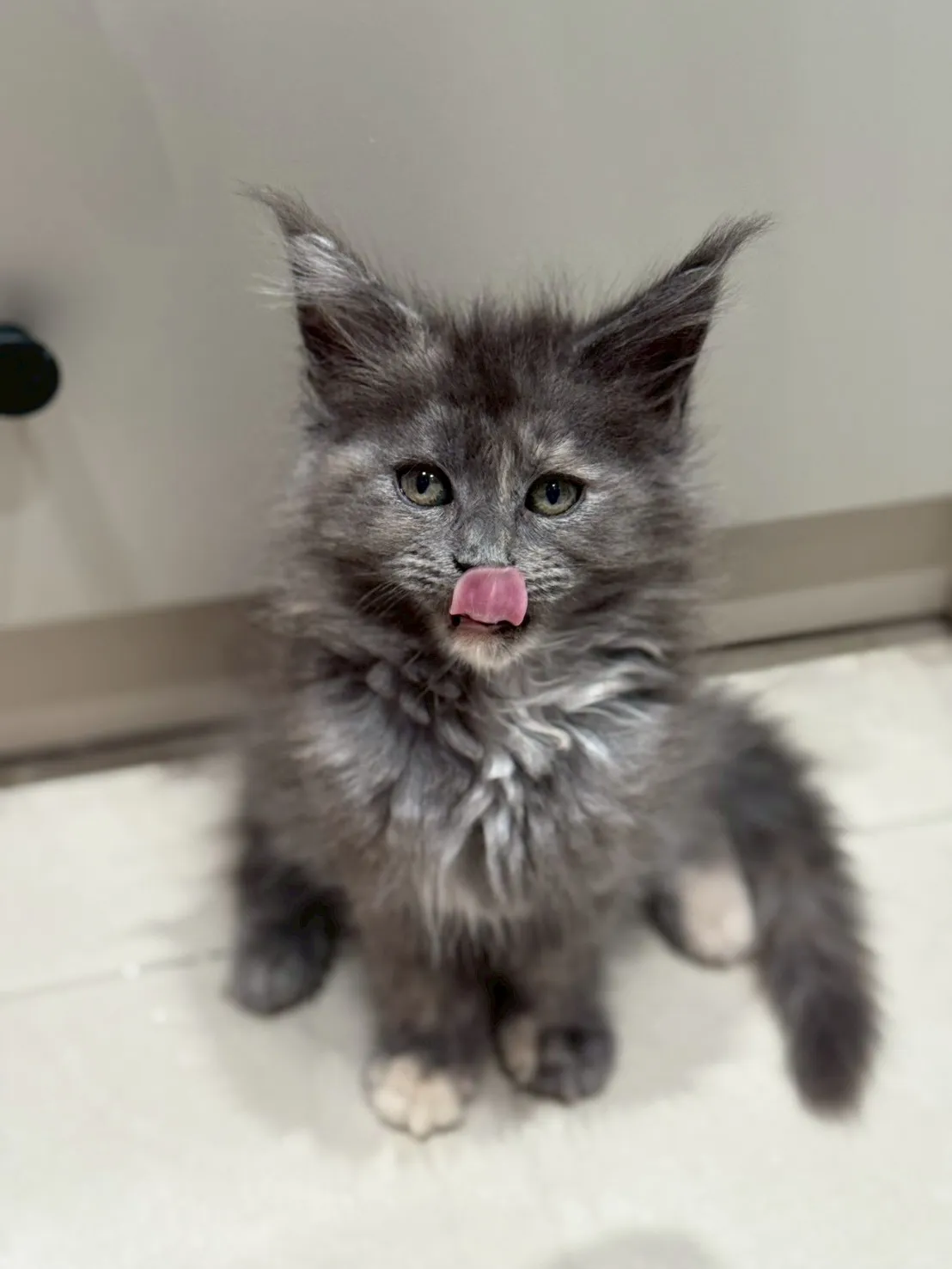 藍玳瑁∥緬因幼貓∥緬因幼貓買賣