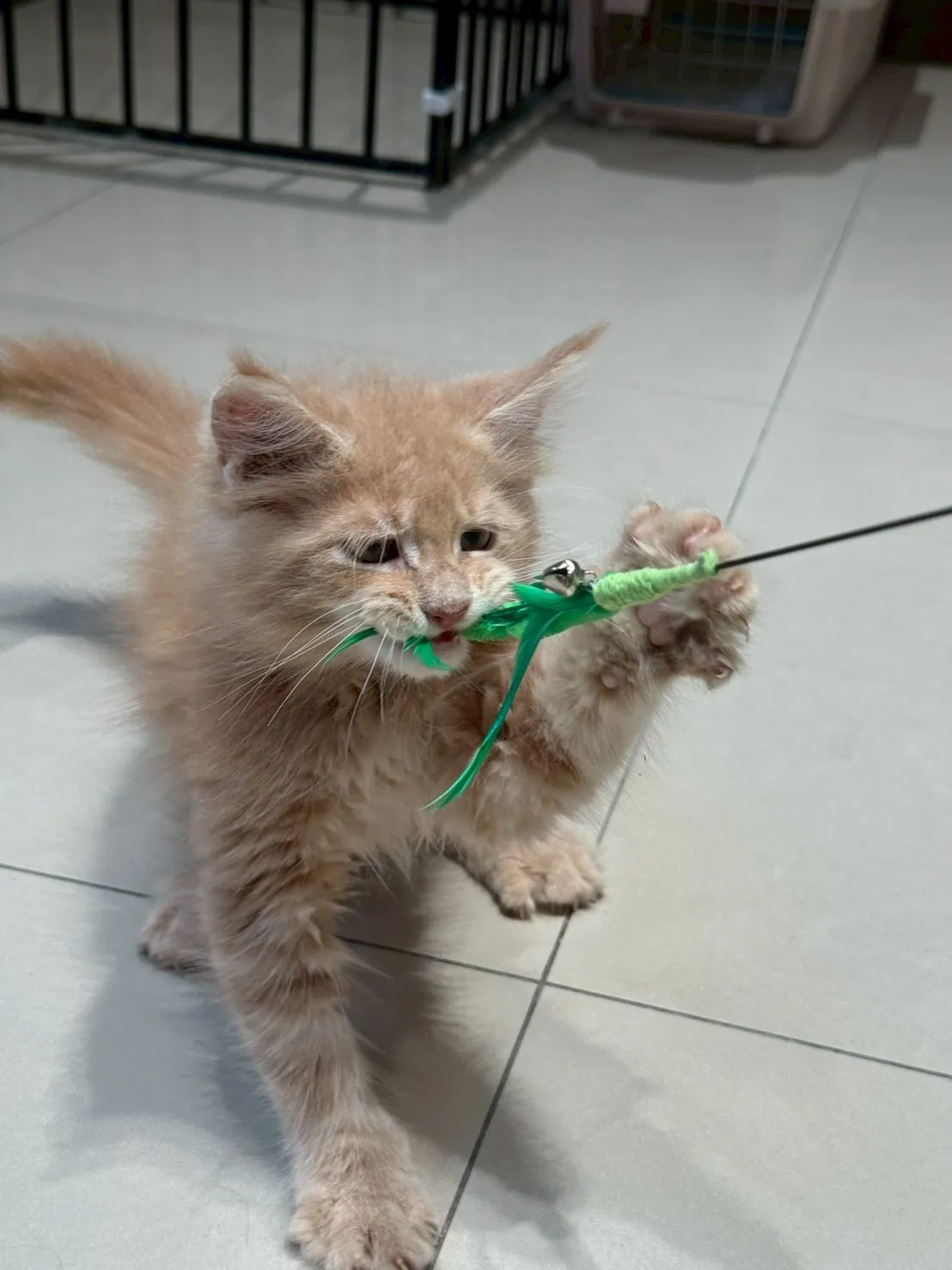 奶油妹妹 20260114出生∥緬因幼貓∥台中幼貓買賣