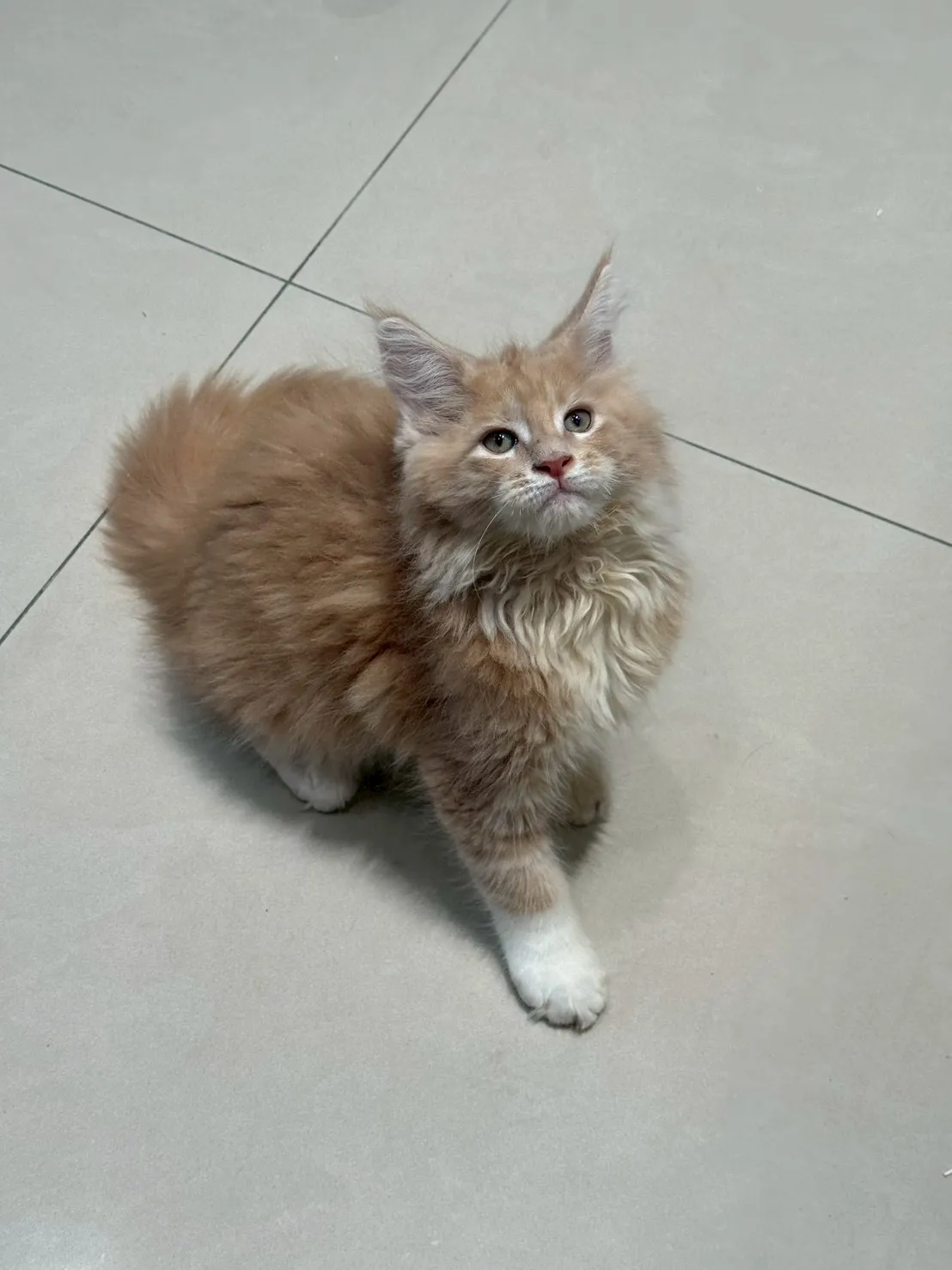 奶油弟弟 20260114出生∥緬因幼貓∥台中幼貓買賣