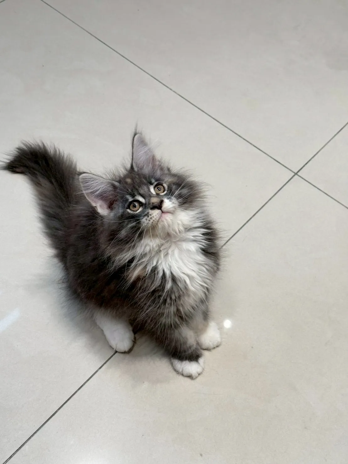 三花妹妹 20260114出生∥緬因幼貓∥台中幼貓買賣