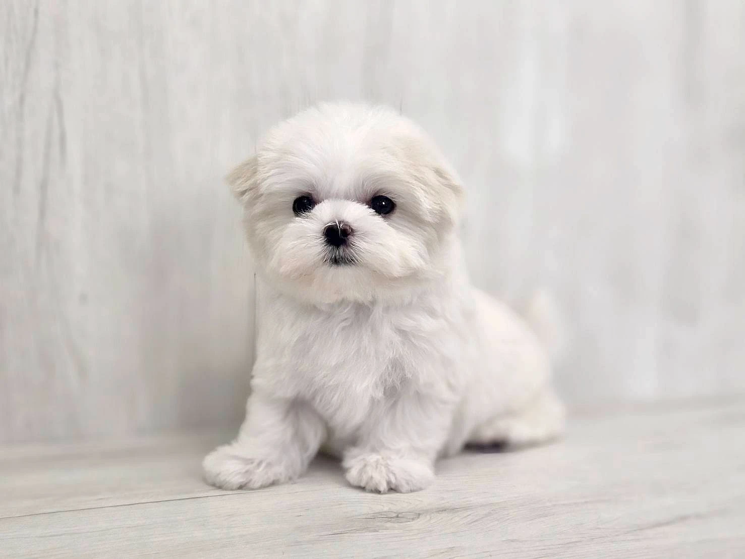 幼犬帶回家後怎麼照顧？