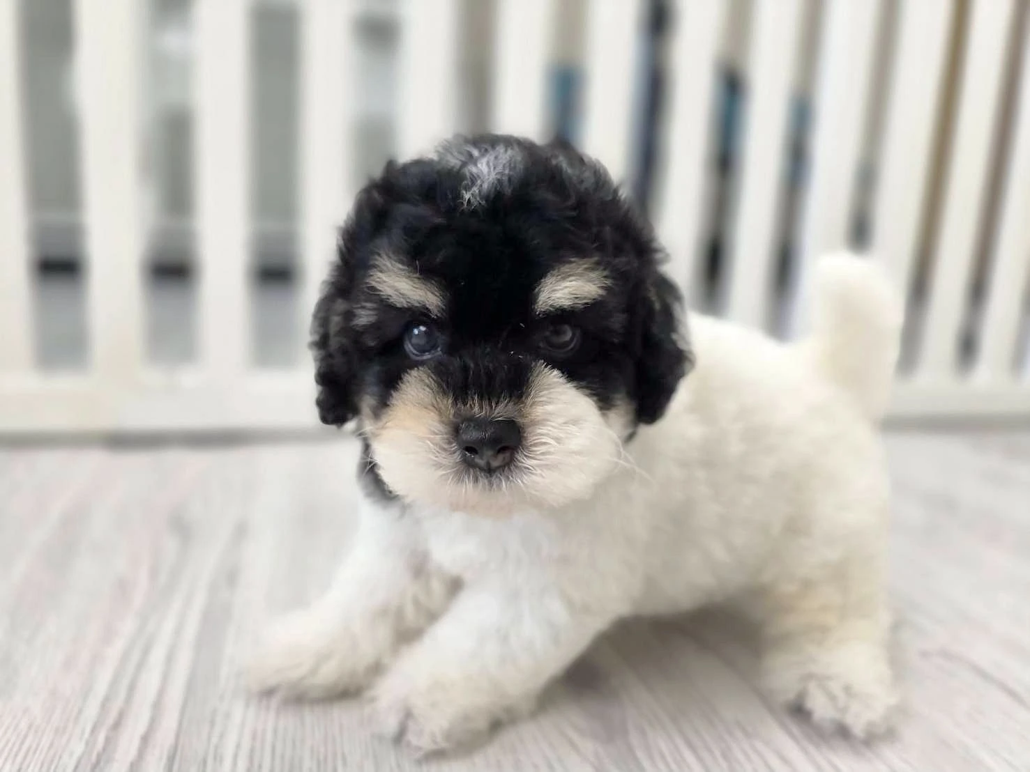 哪些犬種適合新手飼主？