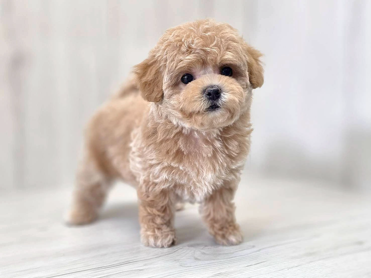 為什麼要選擇合法寵物店購買幼犬？