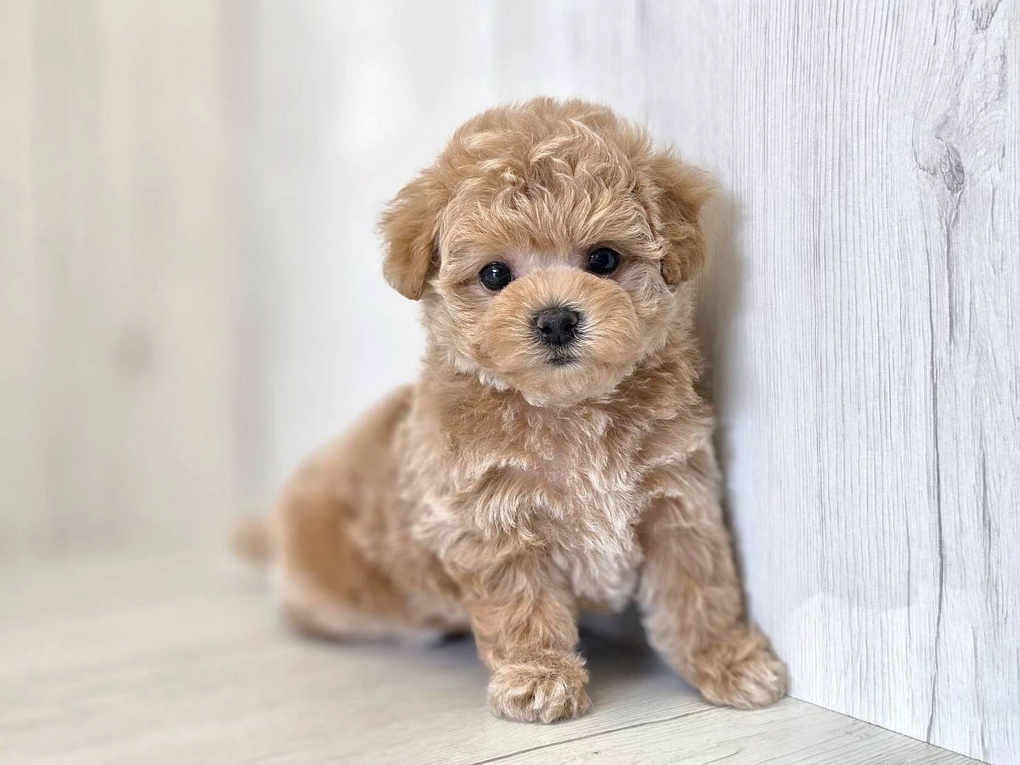 如何挑選健康幼犬？購買前可以觀察哪些細節？
