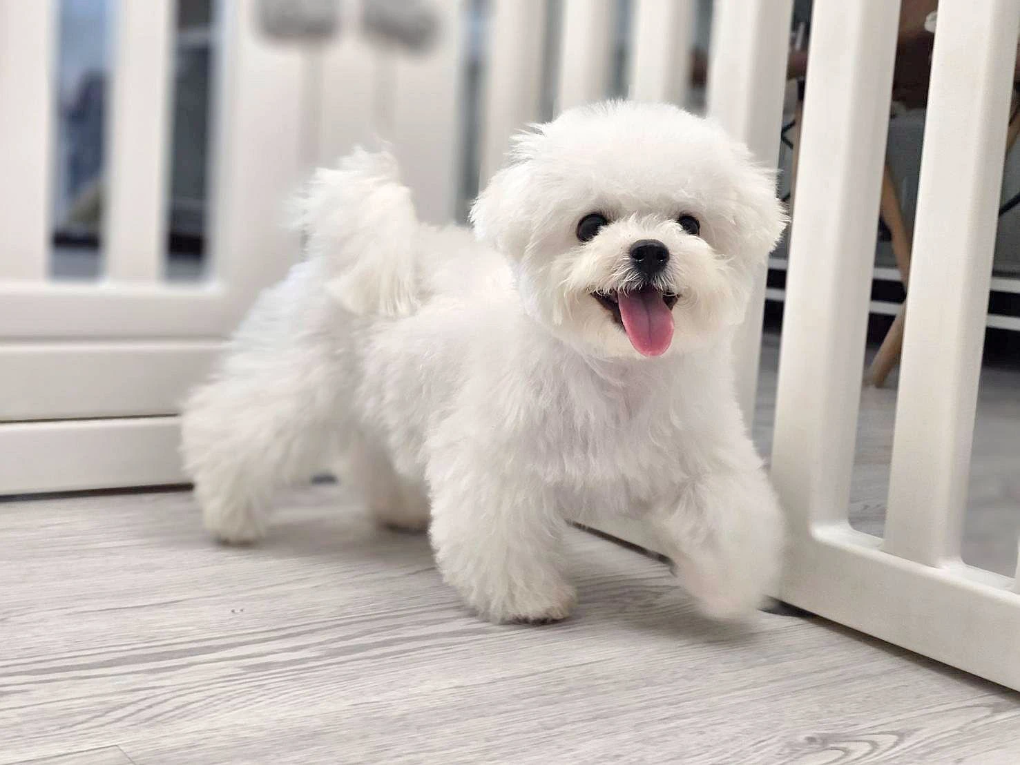第一次養幼犬該注意什麼？