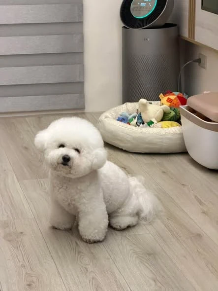 標準型比熊8.5KG圓滾滾-飼主分享