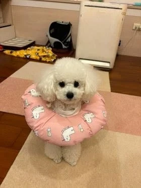 Emma 妹妹3歲了-飼主分享
