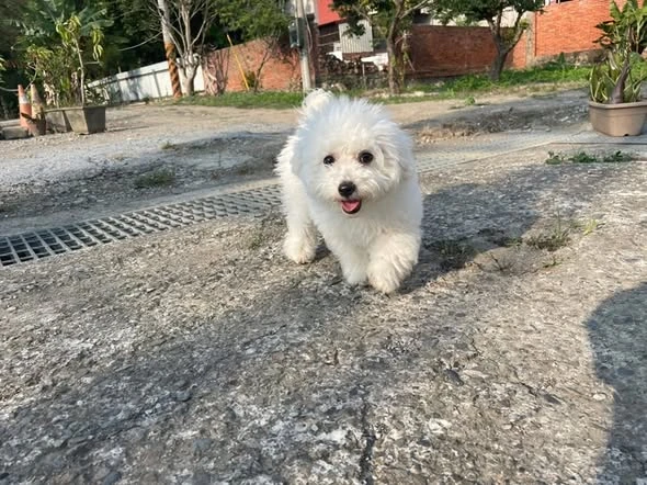 粉圓阿熊-飼主分享