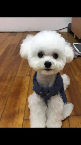 滿一歲小樂樂成長日記-飼主分享