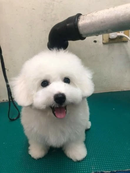 阿滴滴成長日記-飼主分享