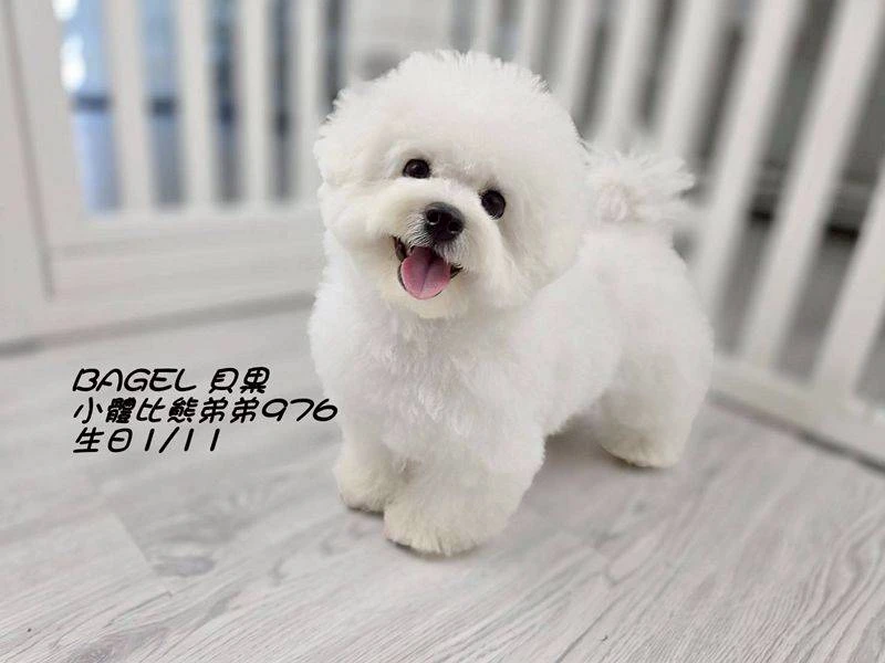 比熊弟弟976