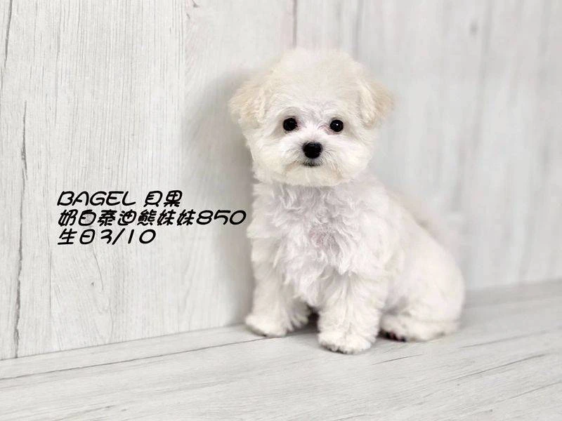 奶白妹妹850