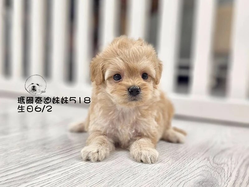 奶油瑪爾泰迪妹妹518