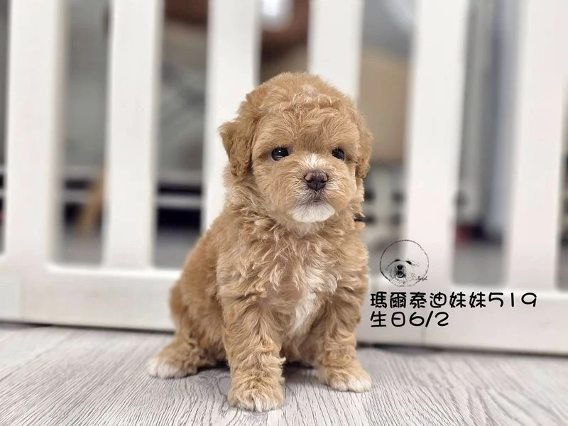 奶油瑪爾泰迪妹妹519