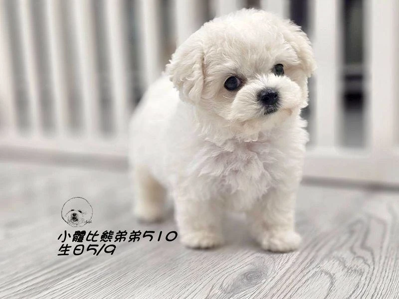 小體型比熊弟弟510