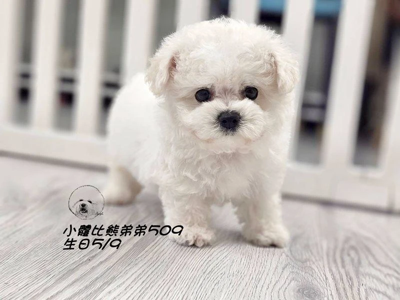 小體型比熊弟弟509