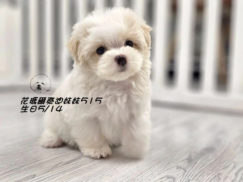 奶油花瑪爾泰迪妹妹515