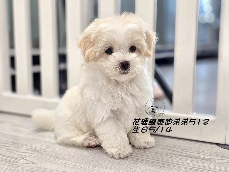奶油花瑪爾泰迪弟弟512