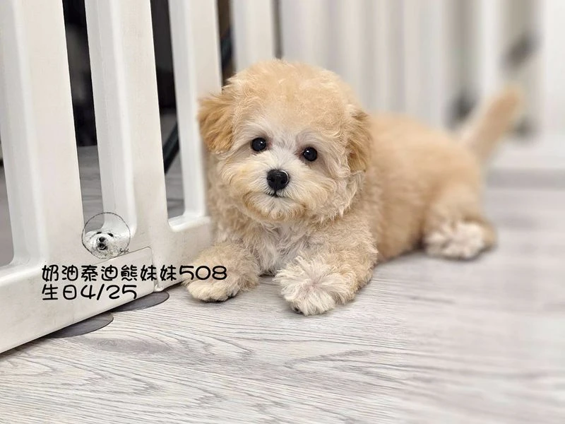 奶油泰迪熊妹妹508