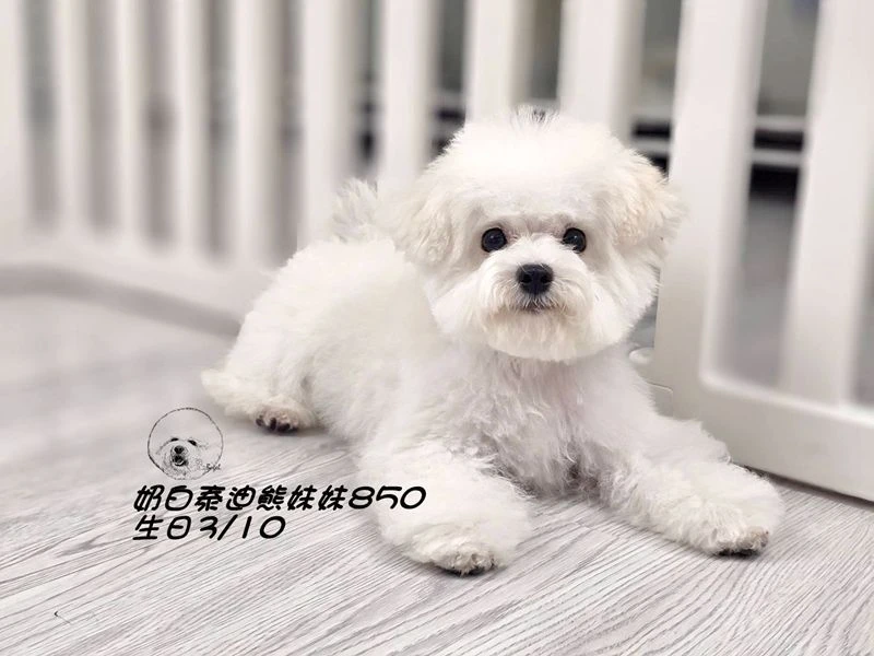 奶白泰迪熊妹妹850