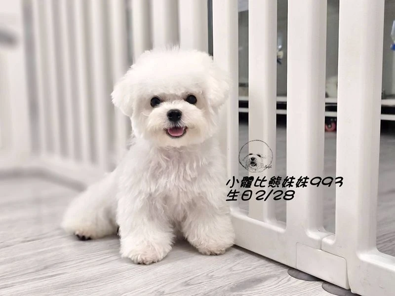 小體型比熊妹妹993