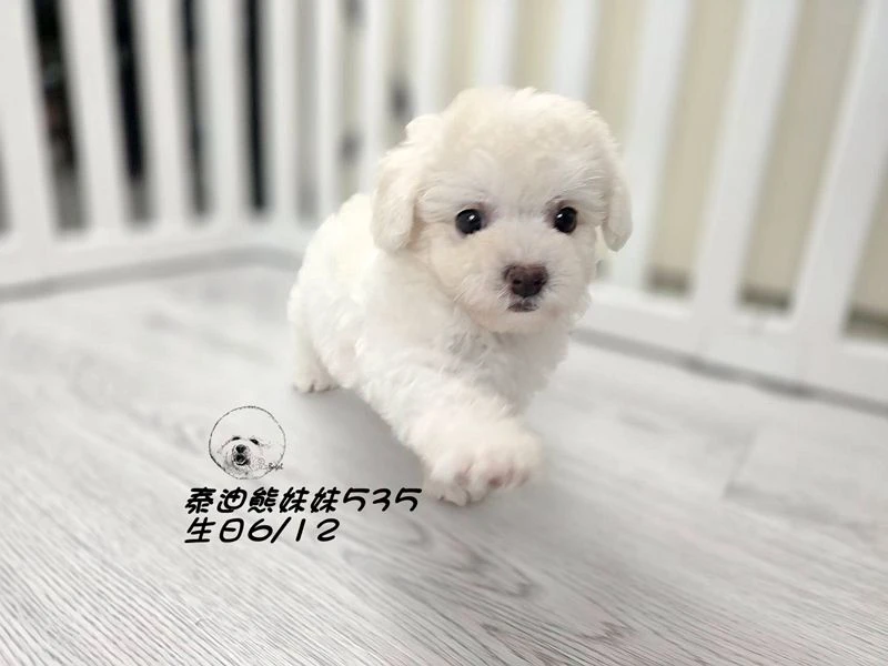 奶白泰迪熊 大眼 短吻 短腿 爆毛 妹妹535