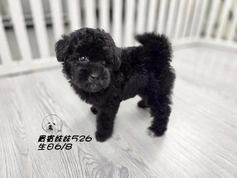 爆毛 黑貴賓妹妹526