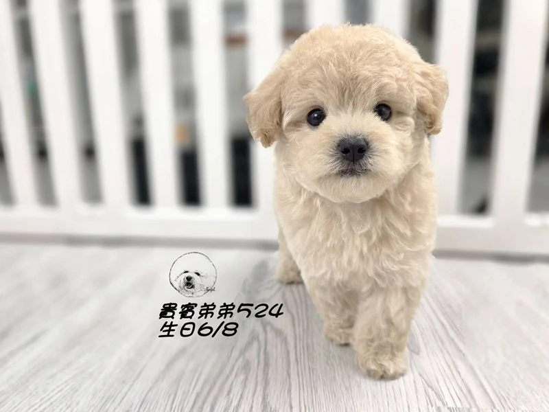 奶油 大眼 爆毛 貴賓弟弟524
