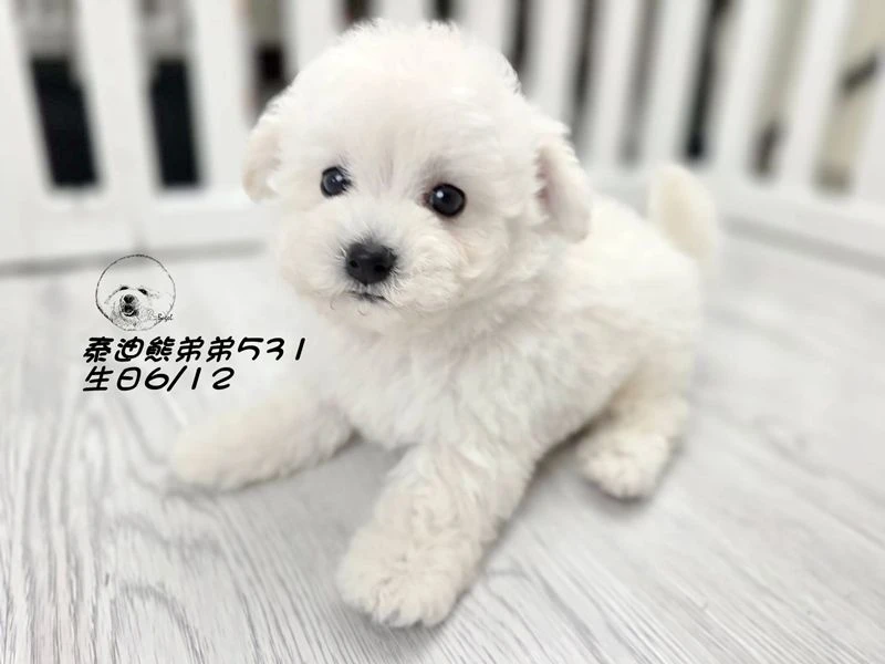 白泰迪熊 短吻 短腿 爆毛 弟弟531