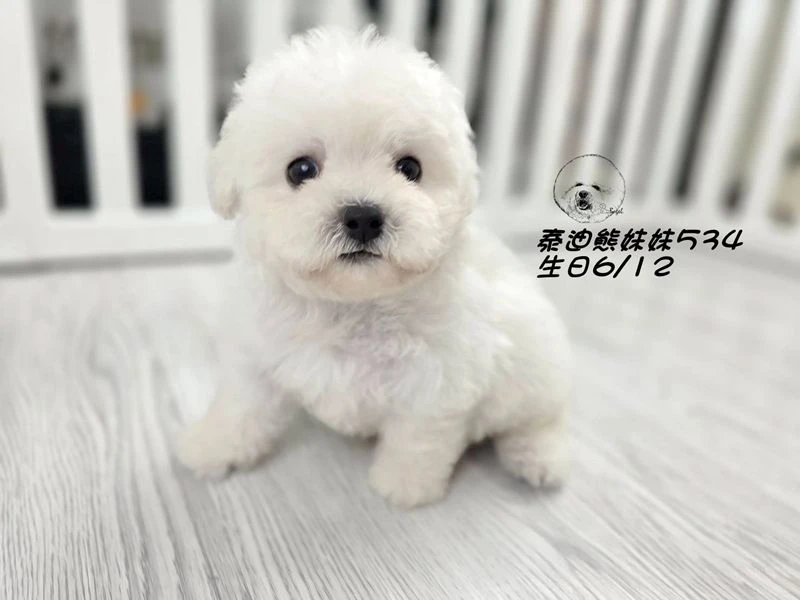 白泰迪熊 大眼 短吻 短腿 爆毛 妹妹534