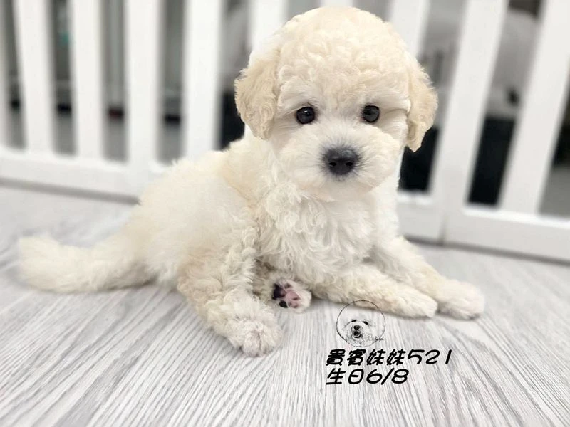 奶油白 大眼 爆毛 貴賓妹妹521