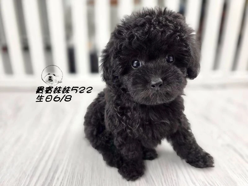 短吻 大眼 爆毛 黑貴賓妹妹522