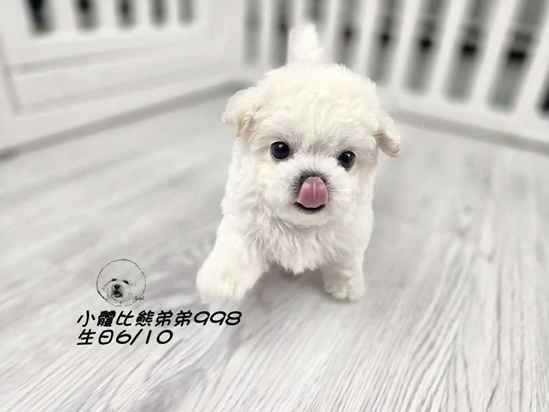 韓版迷你型 短腿 短吻 爆毛 大眼 比熊弟弟998