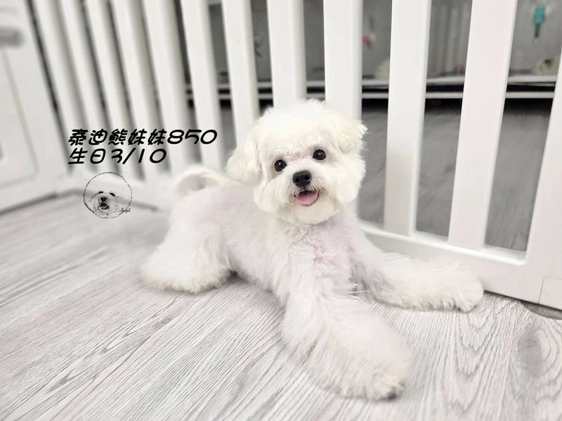 泰迪熊 短吻 短腿 大眼 爆毛 奶白妹妹850