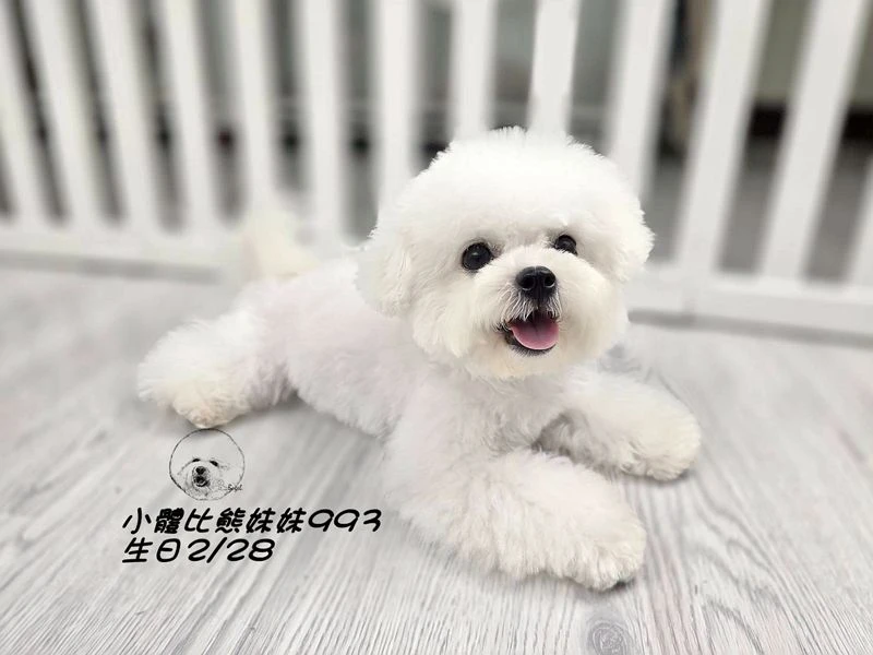 小體型 短腿 短吻 爆毛 大眼 比熊妹妹993