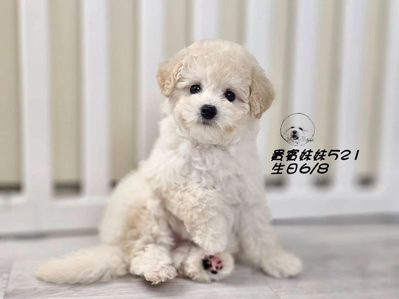 奶油白 大眼 爆毛 貴賓妹妹521