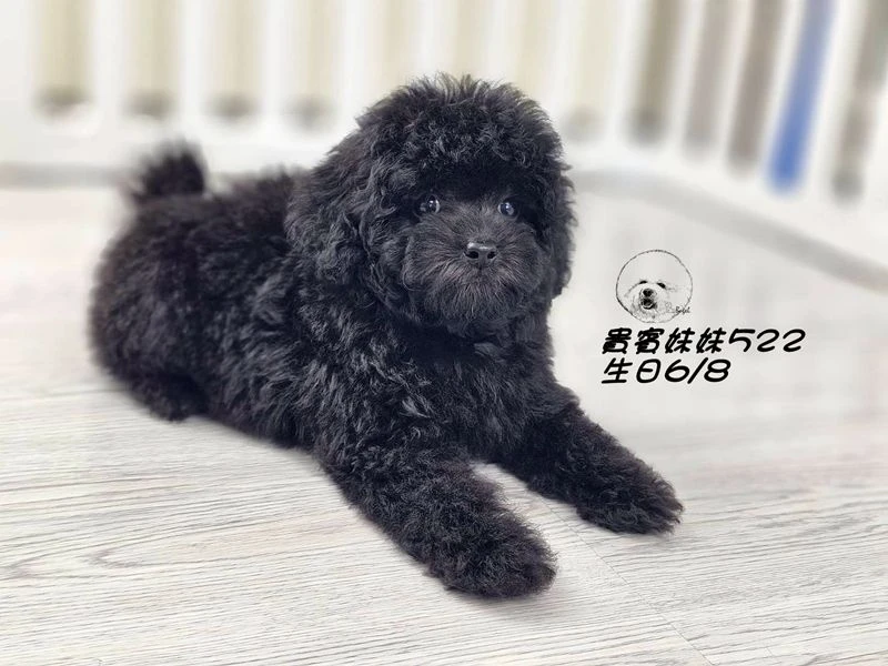 短吻 大眼 爆毛 黑貴賓妹妹522