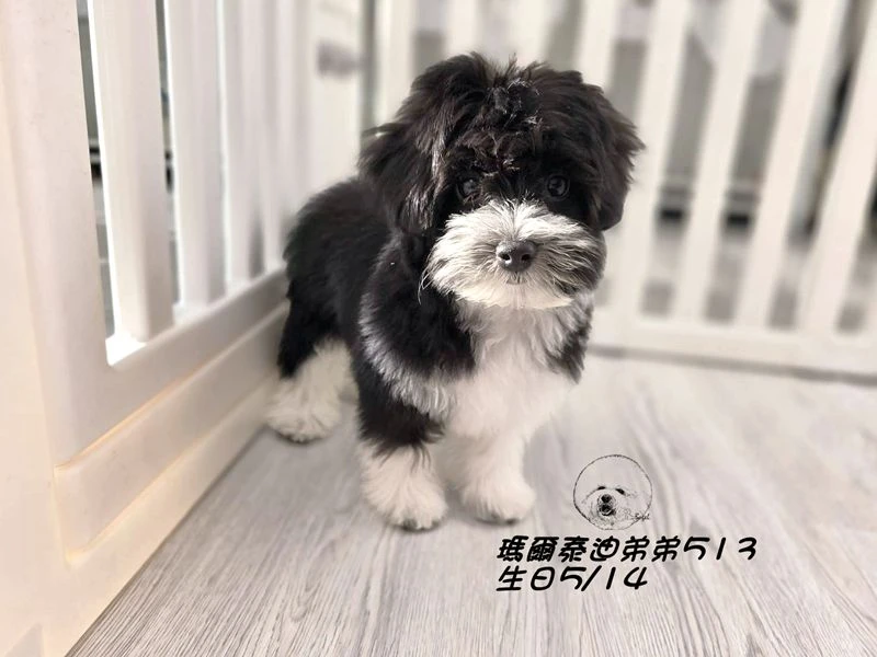 黑白花瑪爾泰迪 大眼 短腿 短吻 爆毛 弟弟513(已預定)