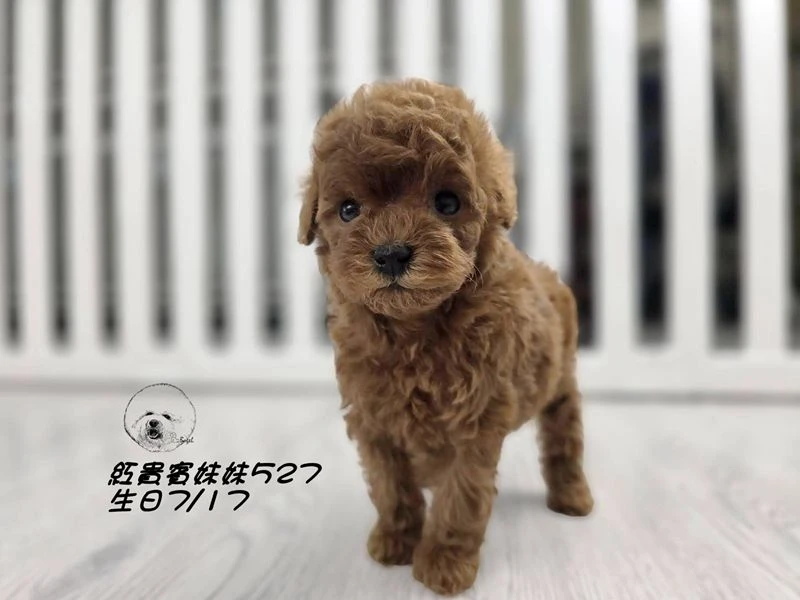 ?短吻 爆毛 紅貴賓妹妹527