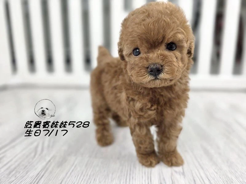 短吻 爆毛 紅貴賓妹妹528
