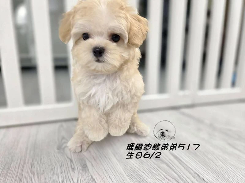 奶油瑪爾泰迪 短吻 短腿 爆毛 弟弟517