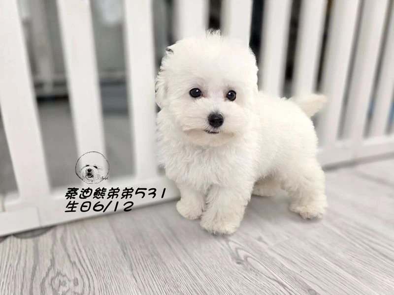 白泰迪熊 短吻 短腿 爆毛 弟弟531