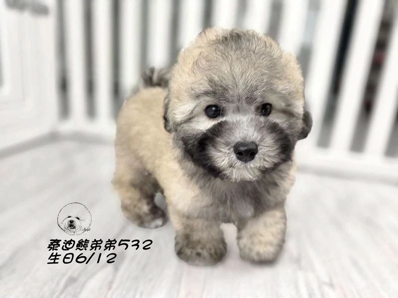 香檳灰 泰迪熊 大眼 短吻 短腿 爆毛 弟弟532