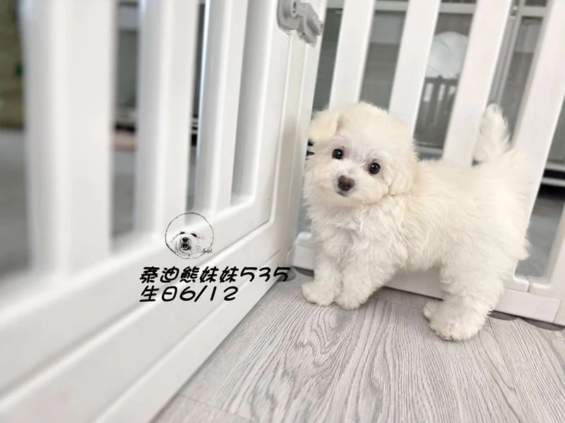 奶白泰迪熊 大眼 短吻 爆毛 妹妹535