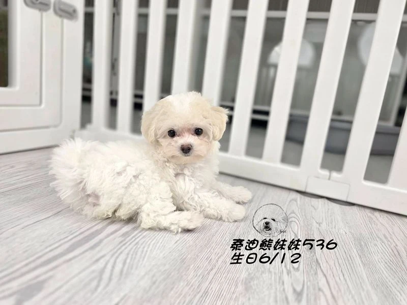 奶油花泰迪熊 大眼 短吻  爆毛 妹妹536
