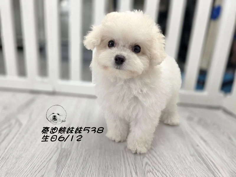 奶白泰迪熊 大眼 短吻 短腿 爆毛 妹妹538