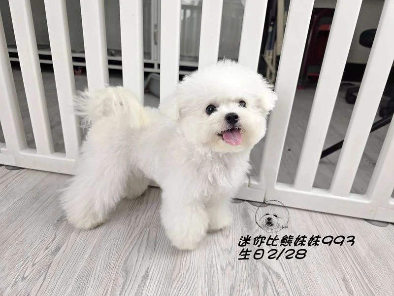 迷你型 短腿 短吻 爆毛 大眼 比熊妹妹993