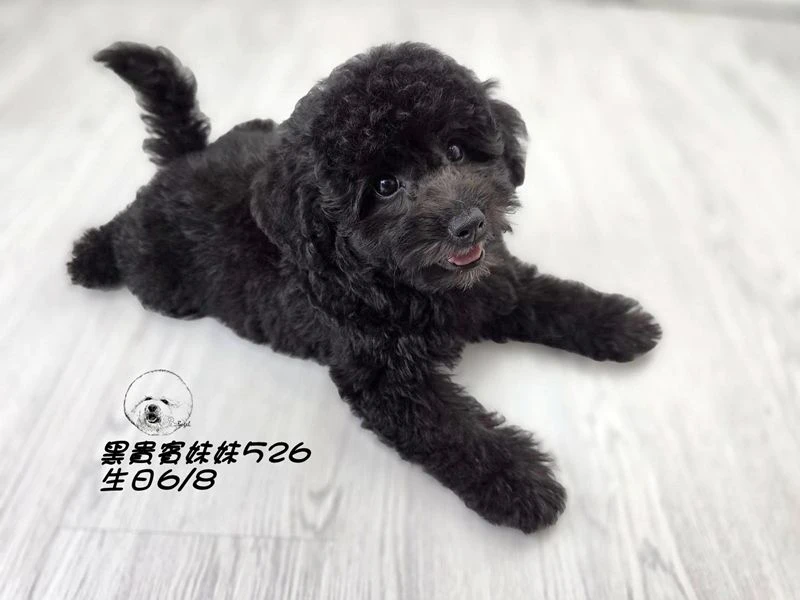 爆毛 黑貴賓妹妹526