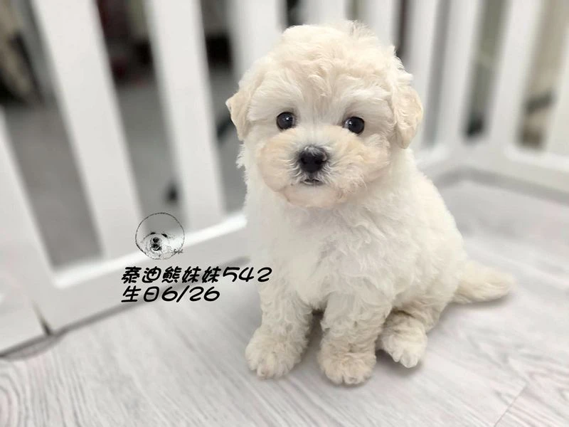奶白泰迪熊 大眼 短吻 短腿 爆毛 妹妹542